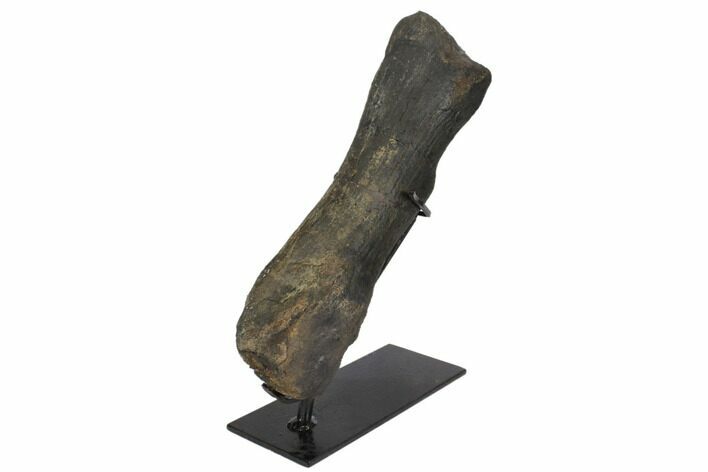 Hadrosaur (Hypacrosaur) Metatarsal with Metal Stand - Montana #145209